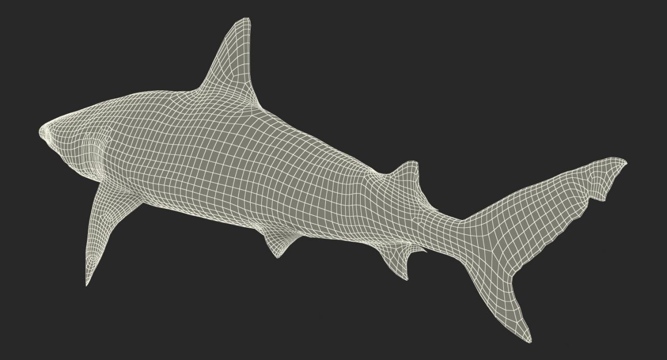 3D model Blacknose Shark