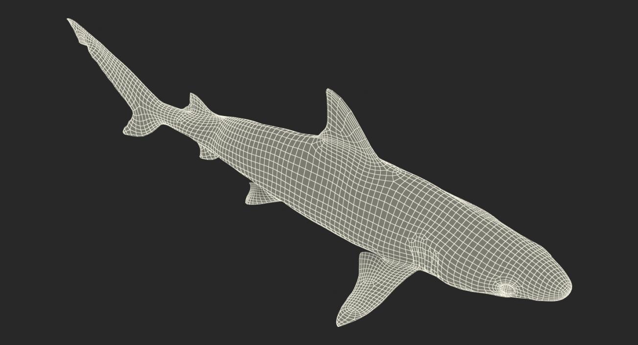 3D model Blacknose Shark