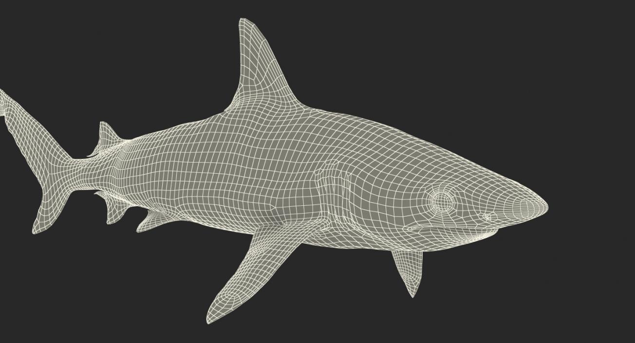 3D model Blacknose Shark