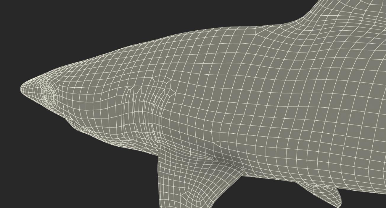 3D model Blacknose Shark