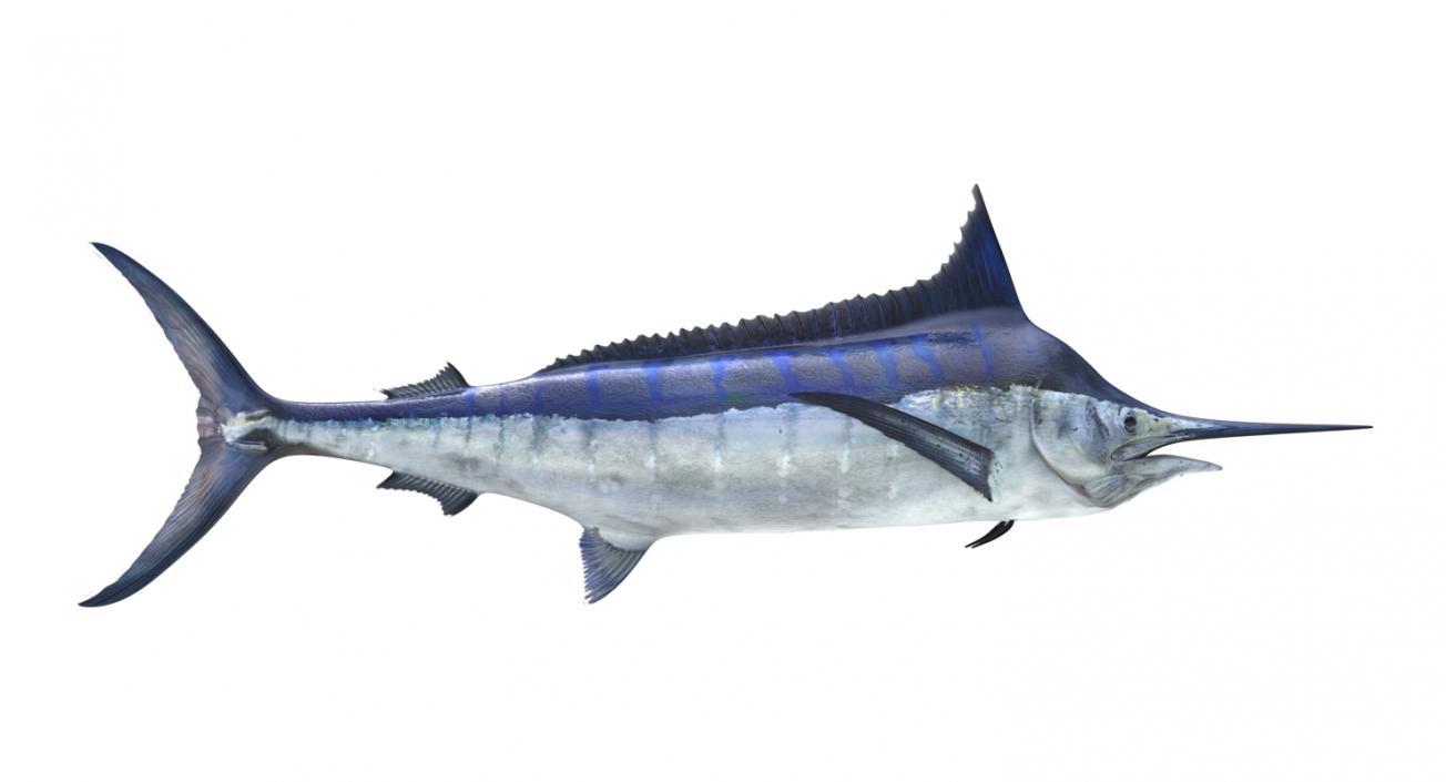 3D Blue Marlin