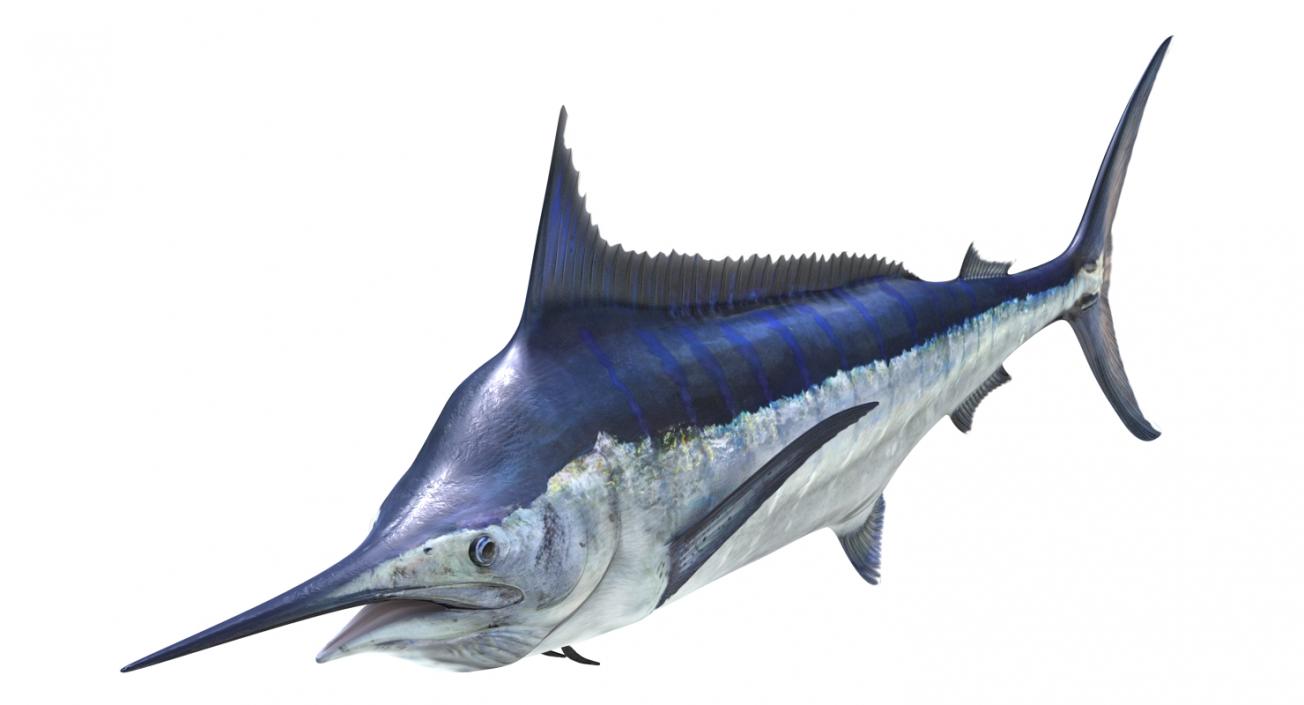 3D Blue Marlin