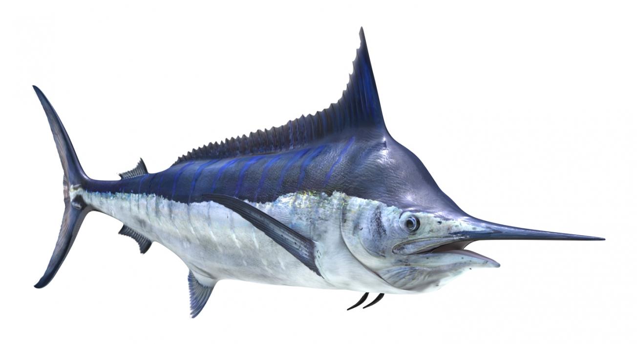 3D Blue Marlin