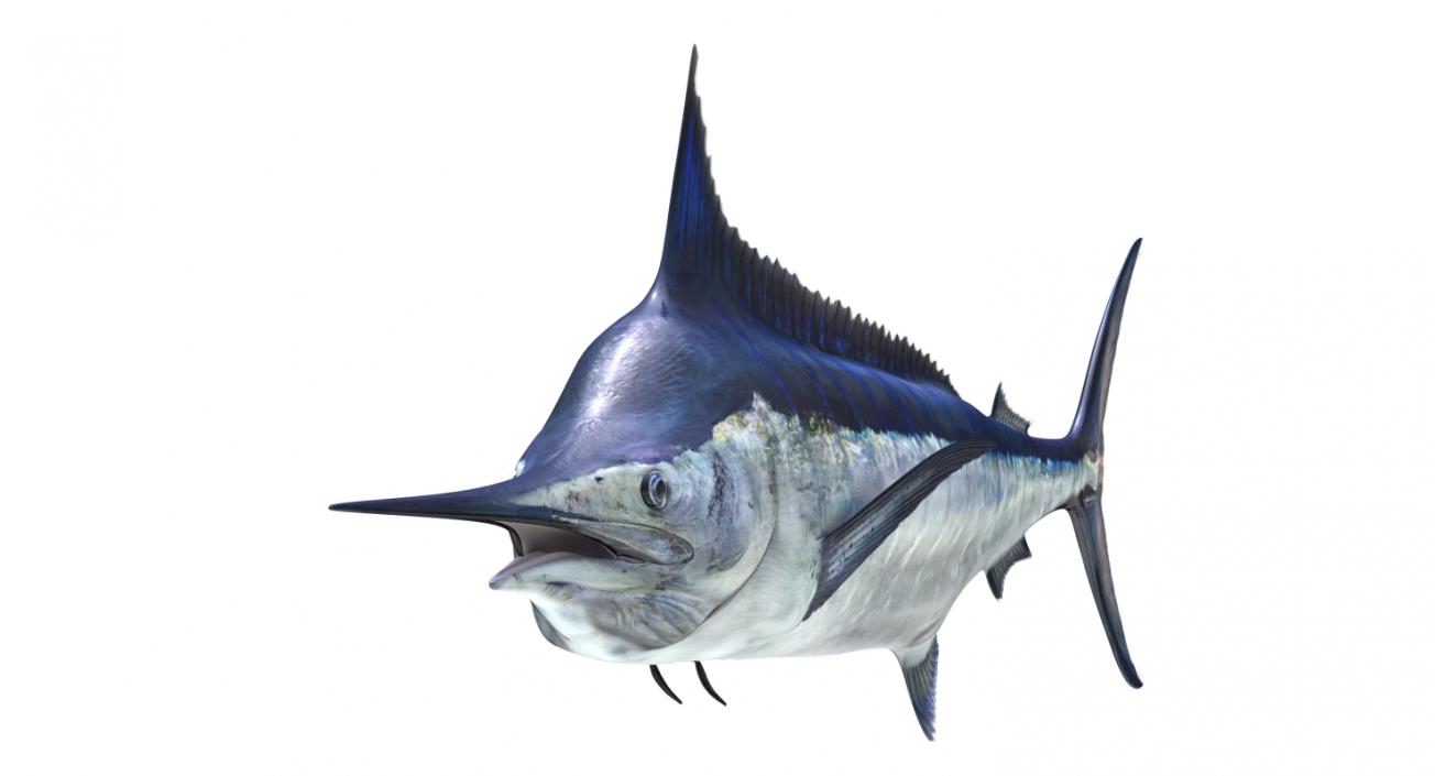 3D Blue Marlin