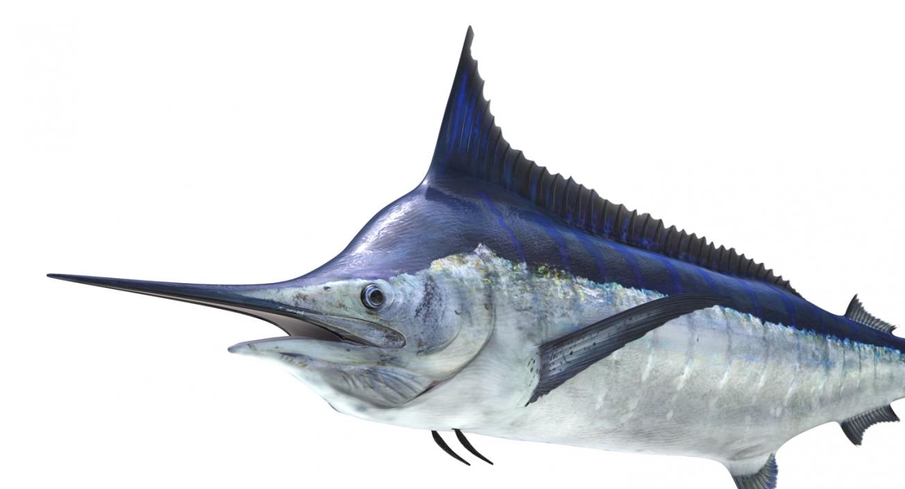 3D Blue Marlin