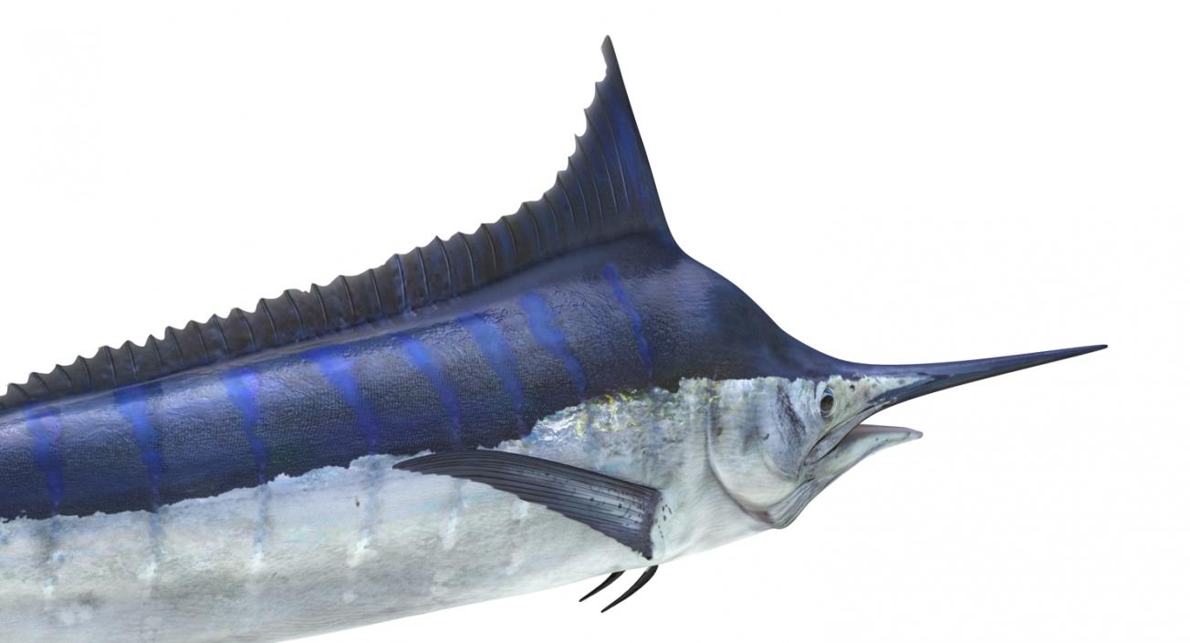 3D Blue Marlin