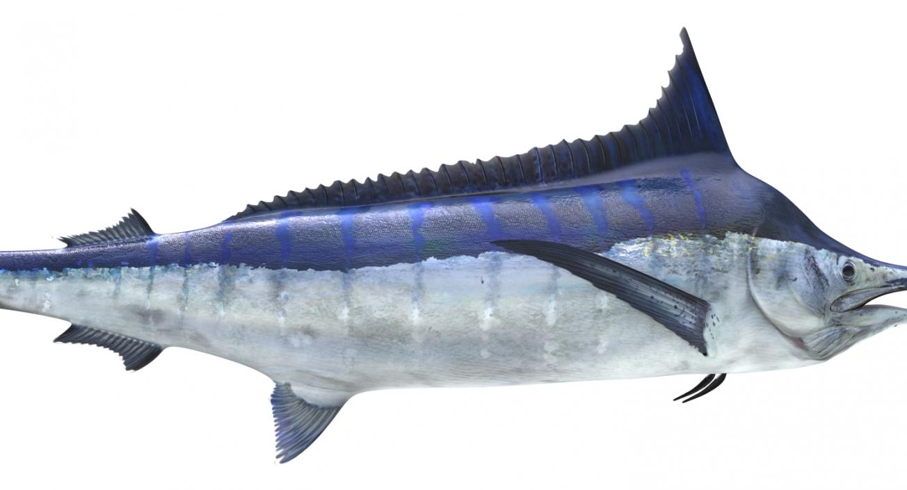 3D Blue Marlin