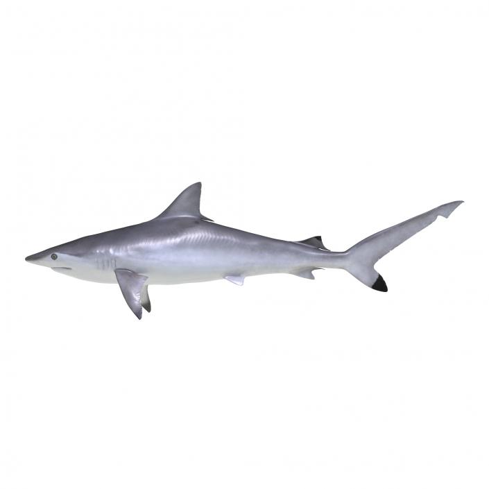 Spottail Shark 3D model