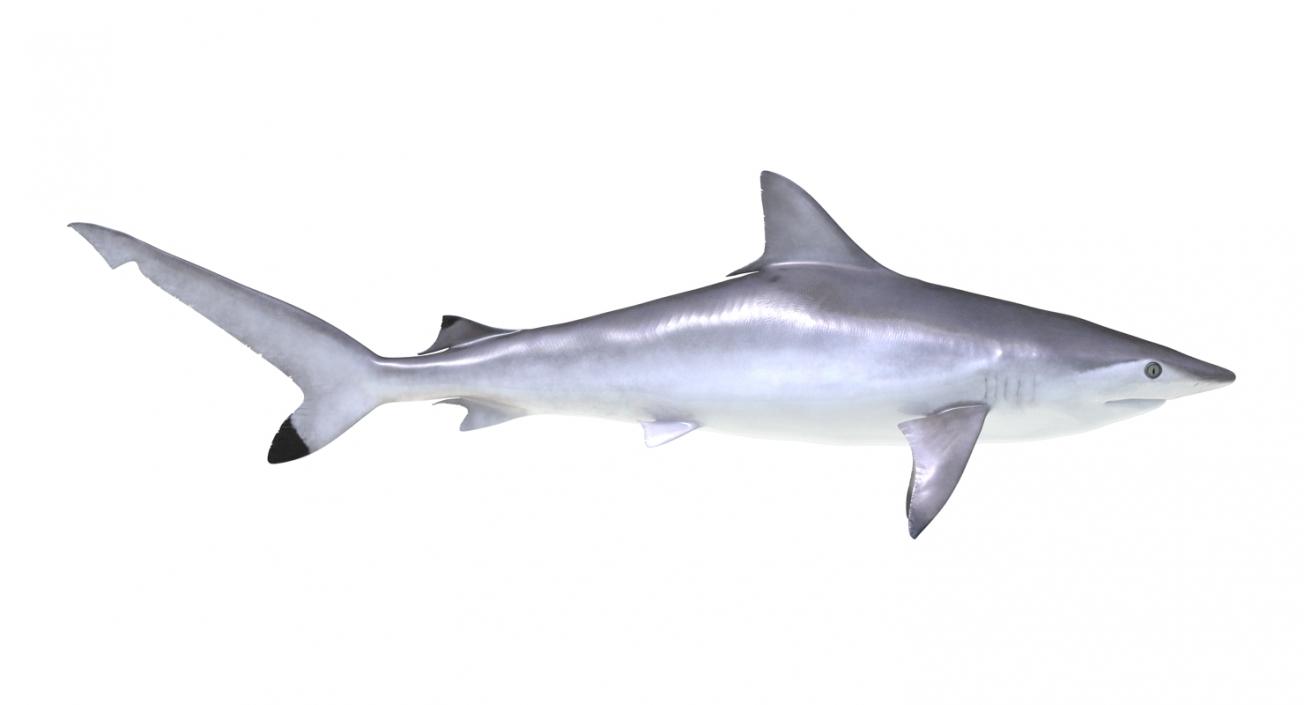 Spottail Shark 3D model