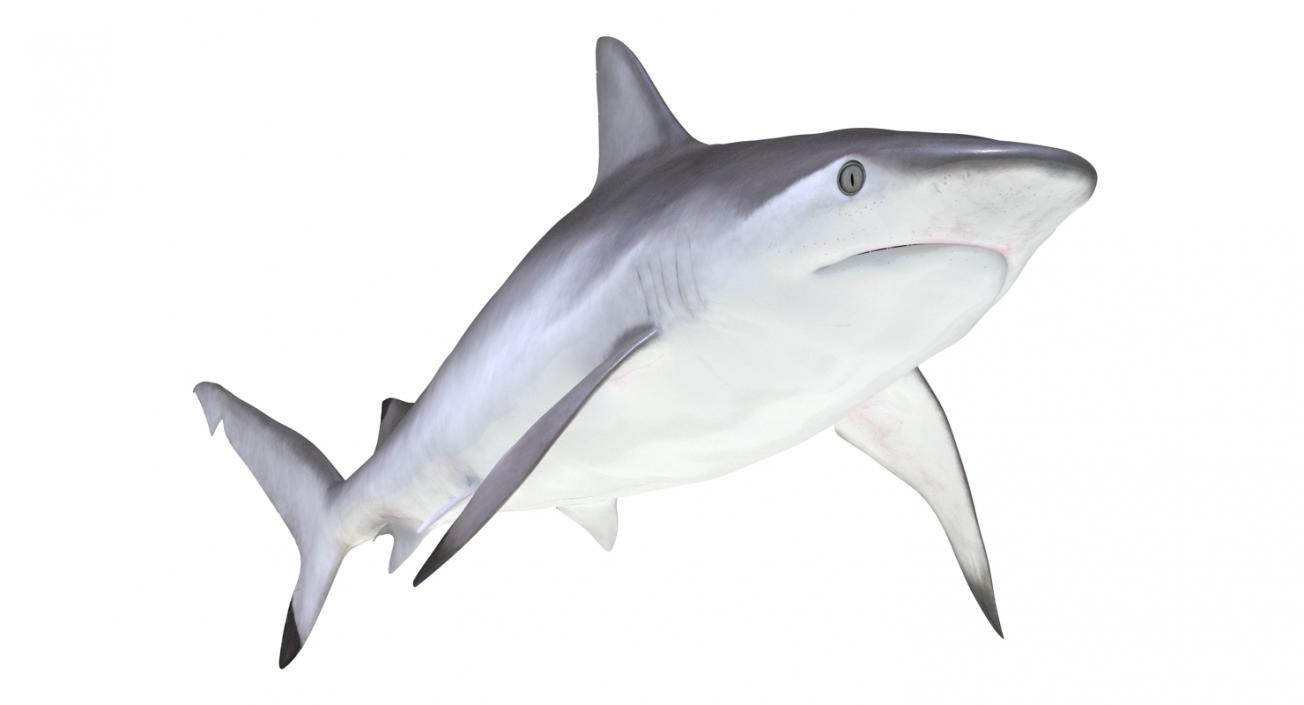 Spottail Shark 3D model