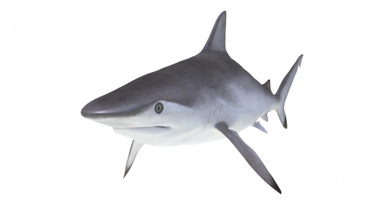 Spottail Shark 3D model