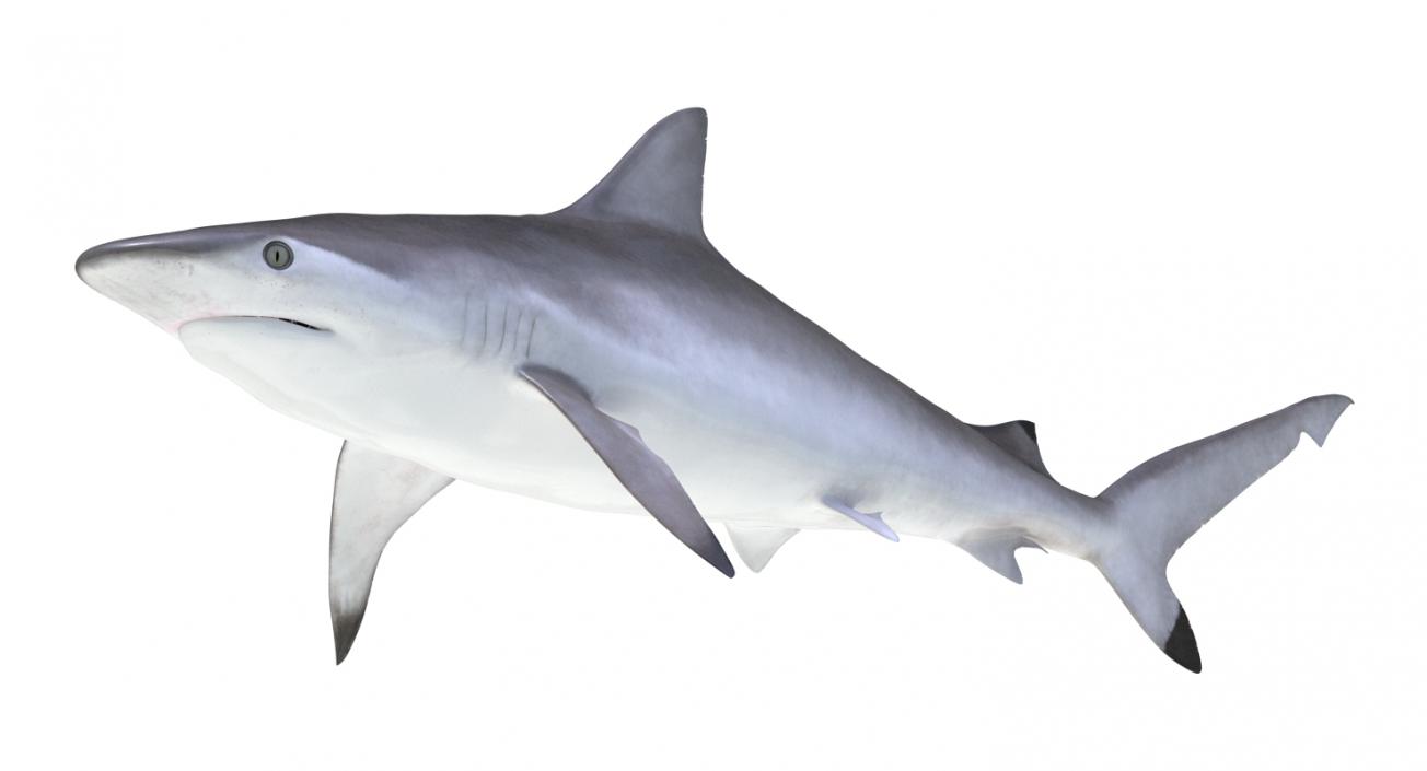 Spottail Shark 3D model