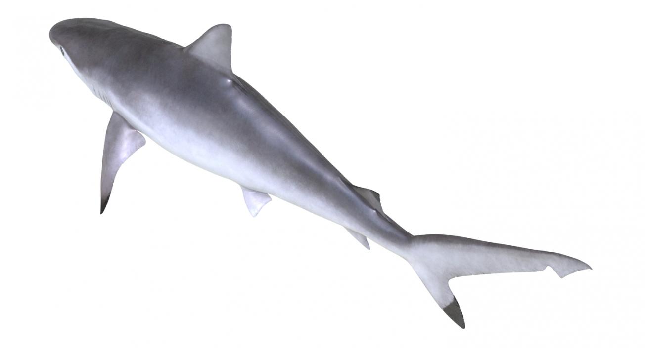 Spottail Shark 3D model