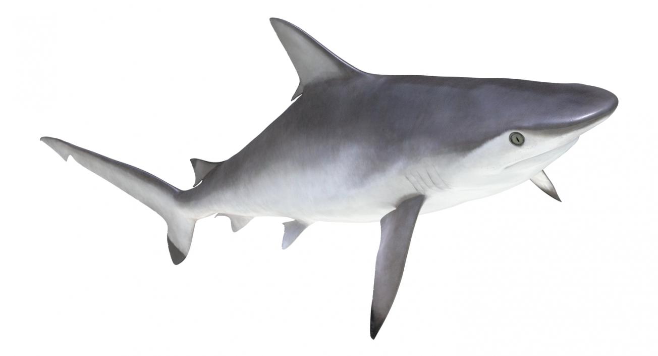 Spottail Shark 3D model