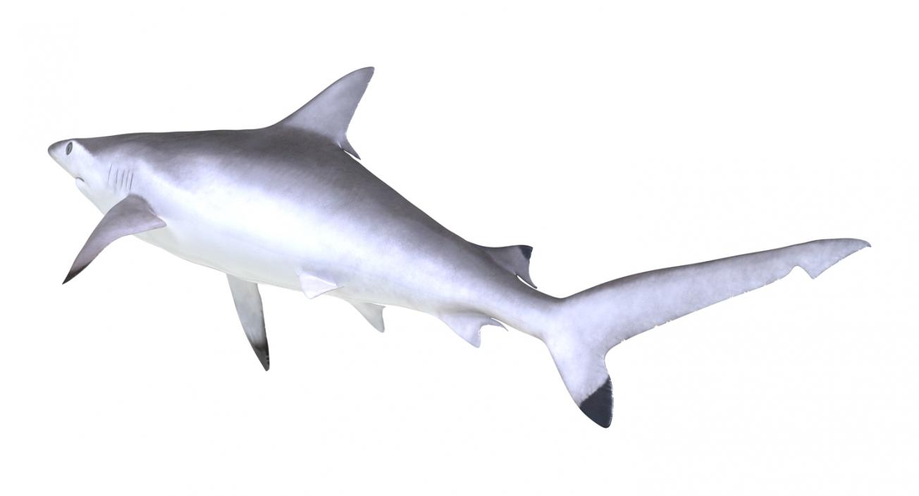 Spottail Shark 3D model