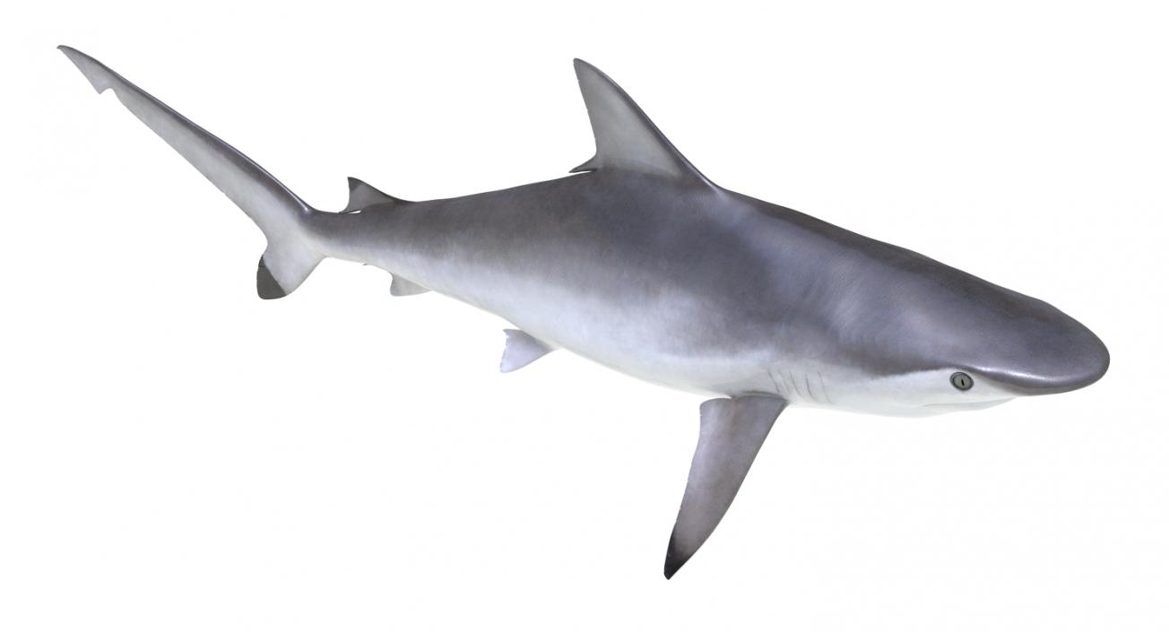 Spottail Shark 3D model