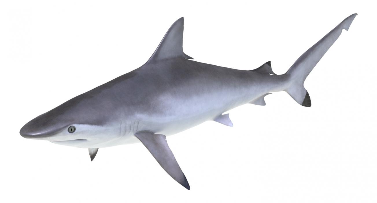 Spottail Shark 3D model