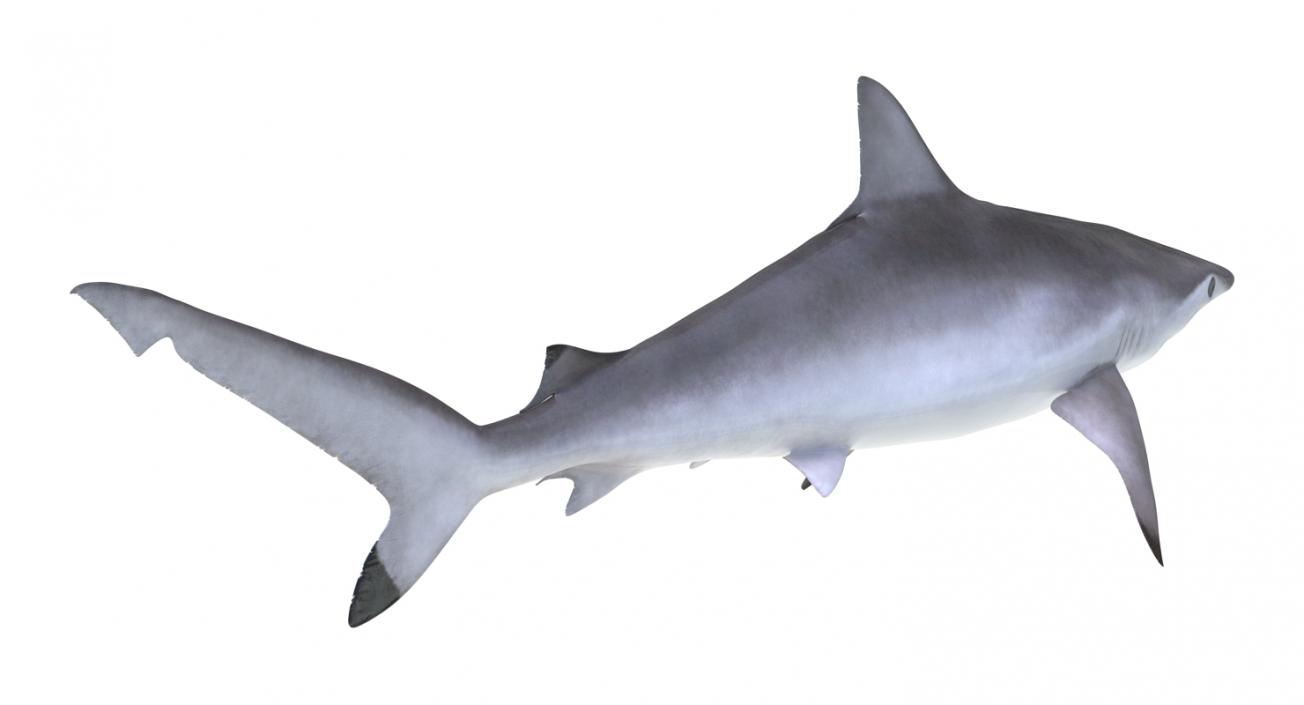 Spottail Shark 3D model