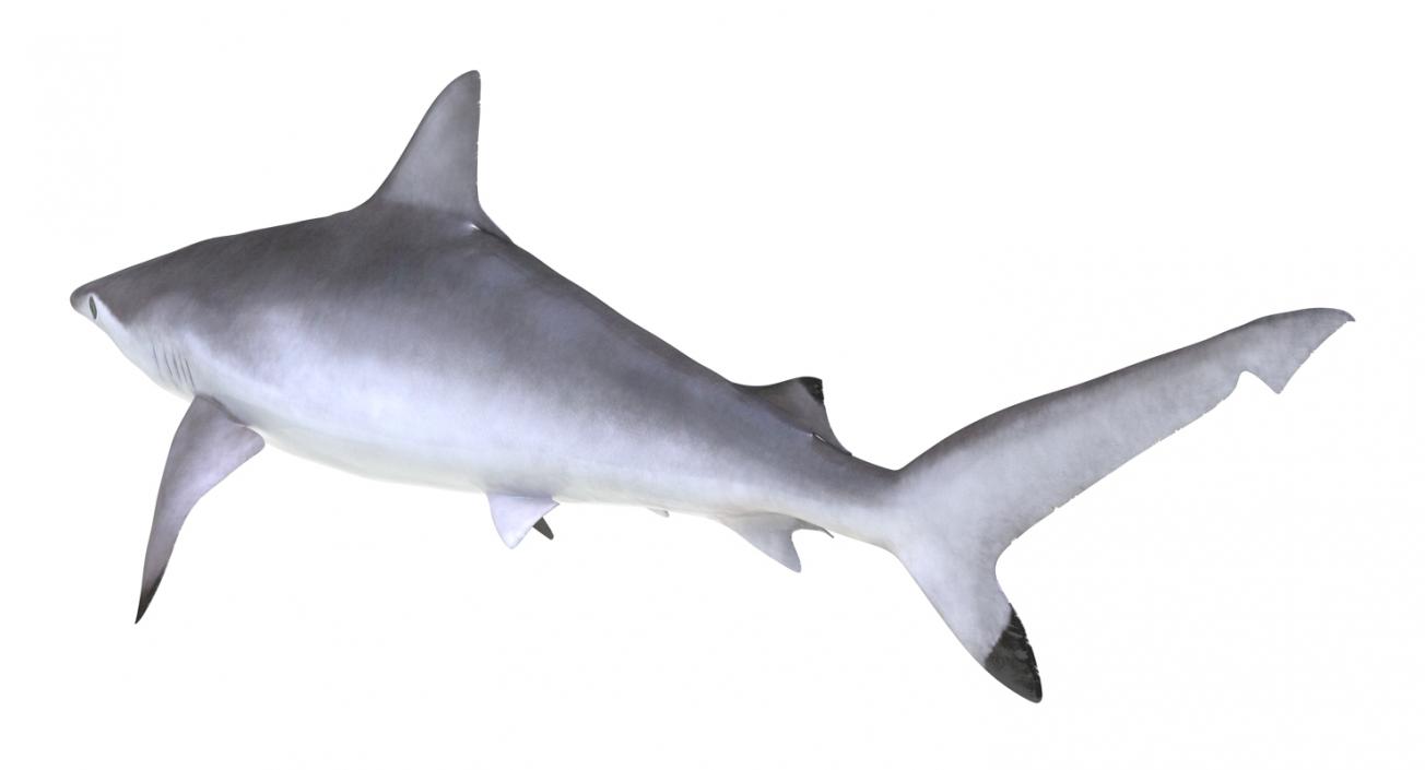 Spottail Shark 3D model