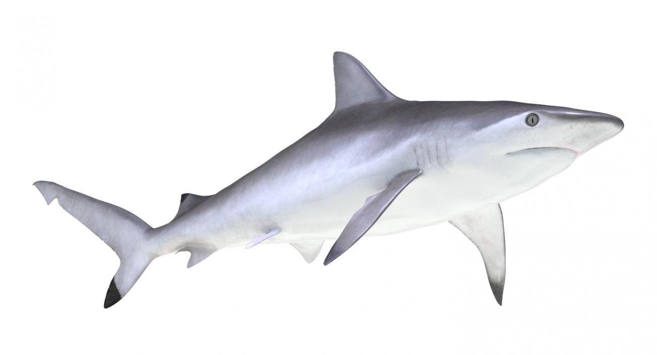 Spottail Shark 3D model