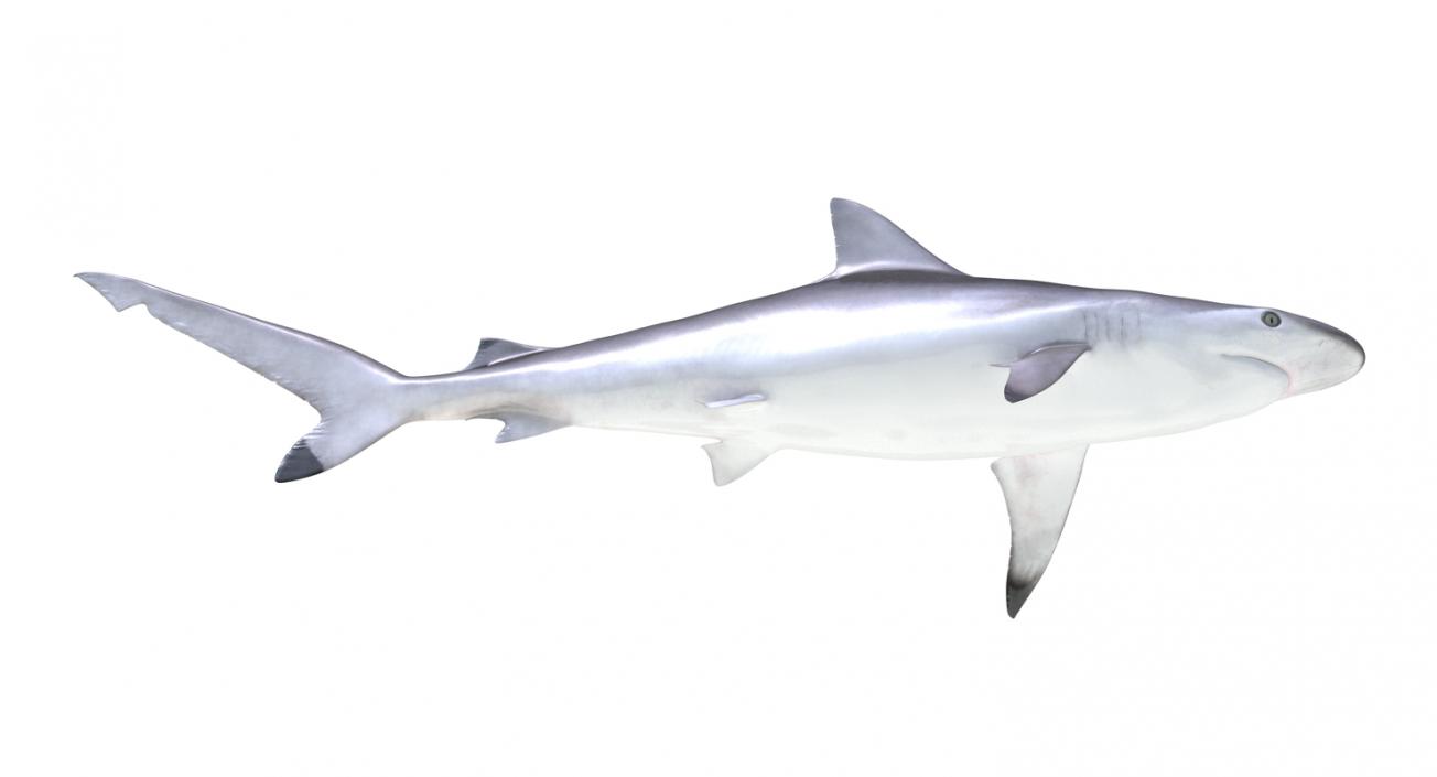 Spottail Shark 3D model