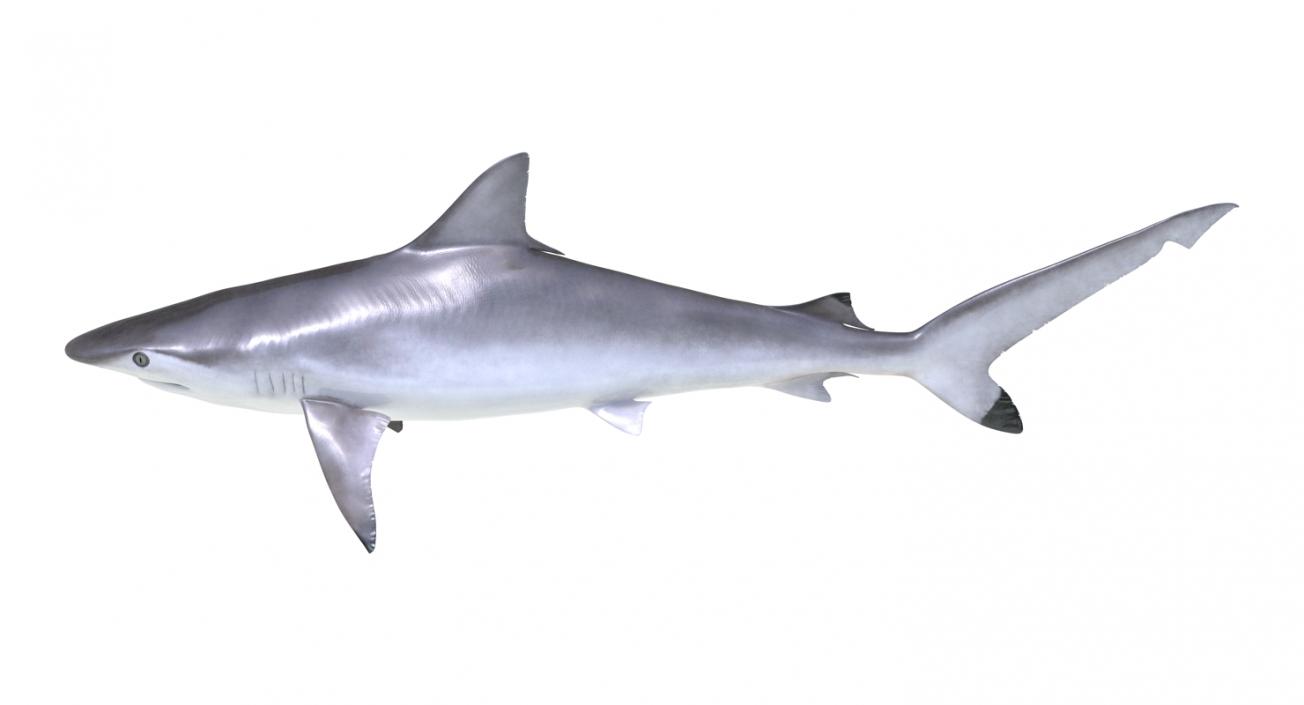 Spottail Shark 3D model