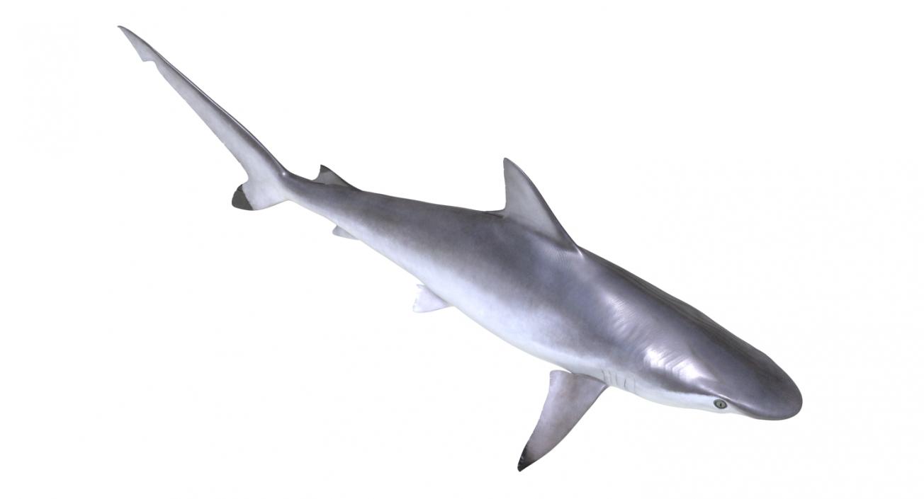 Spottail Shark 3D model