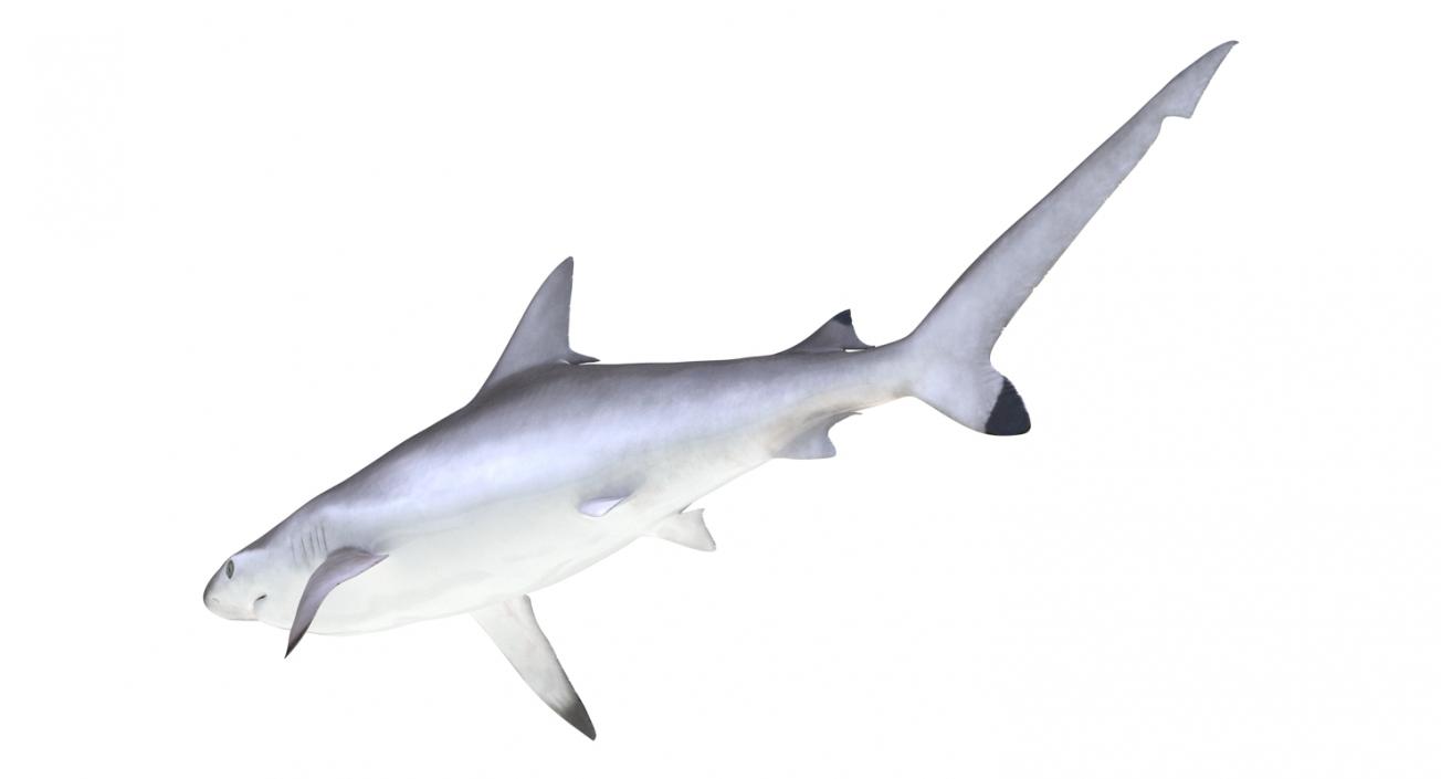 Spottail Shark 3D model