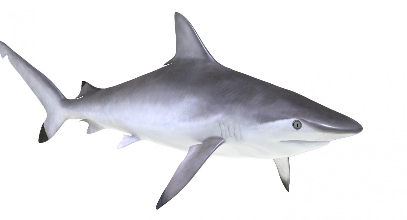 Spottail Shark 3D model