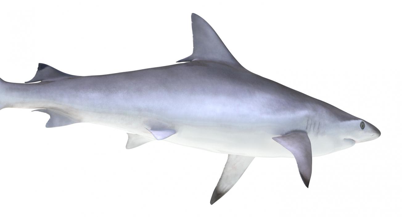 Spottail Shark 3D model