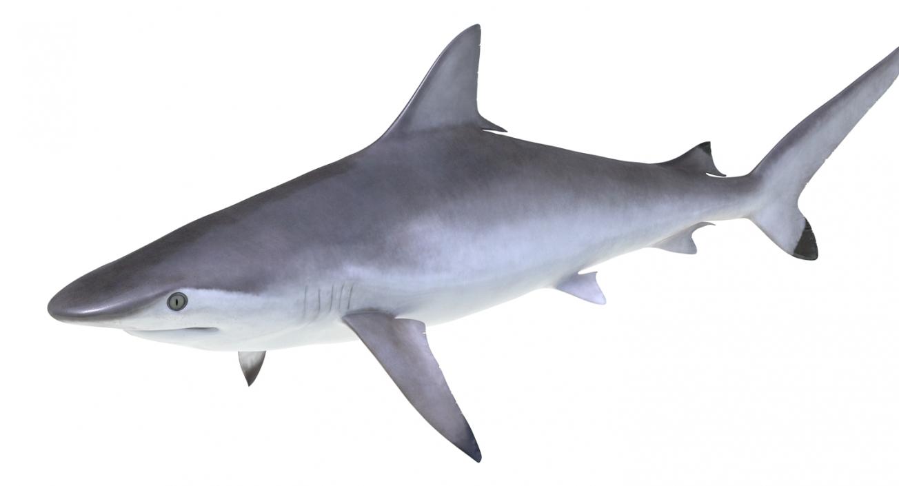 Spottail Shark 3D model