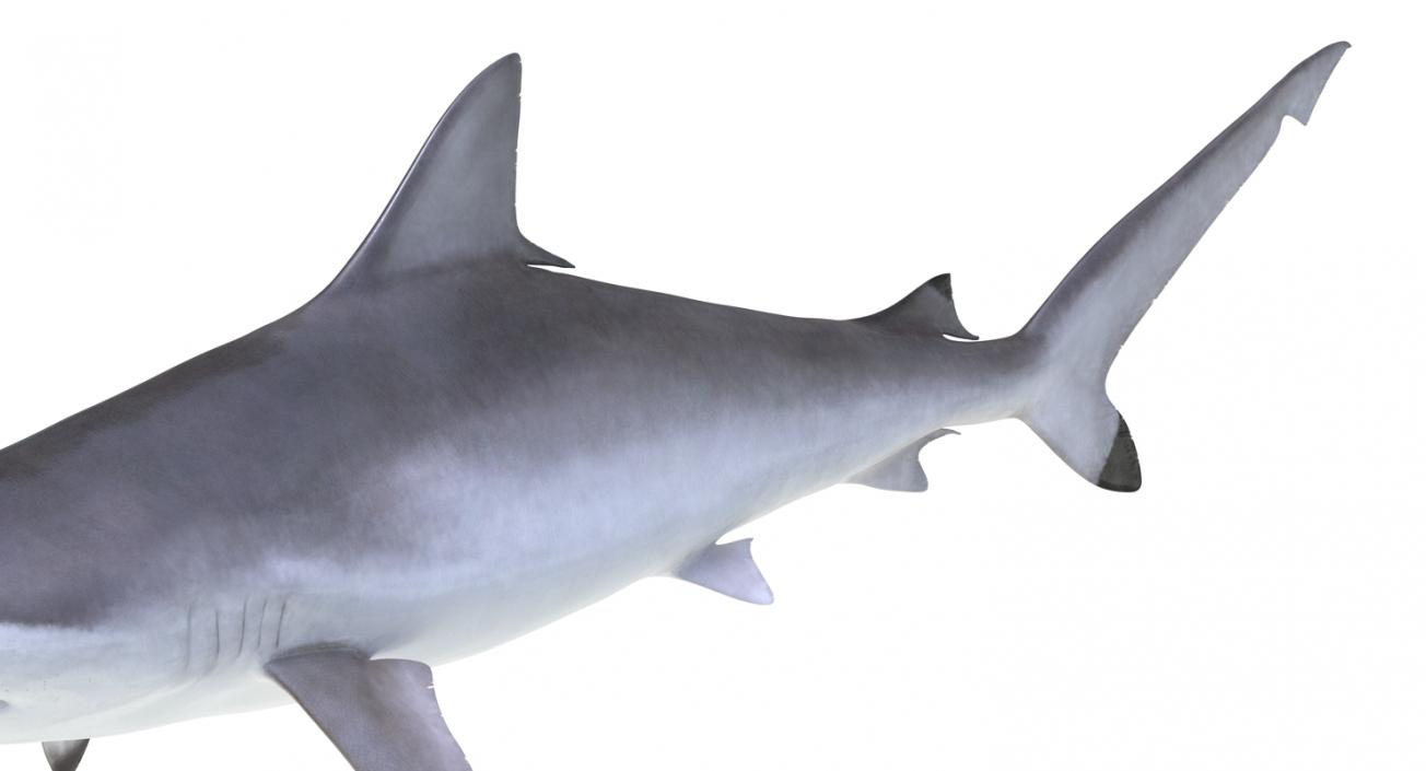 Spottail Shark 3D model