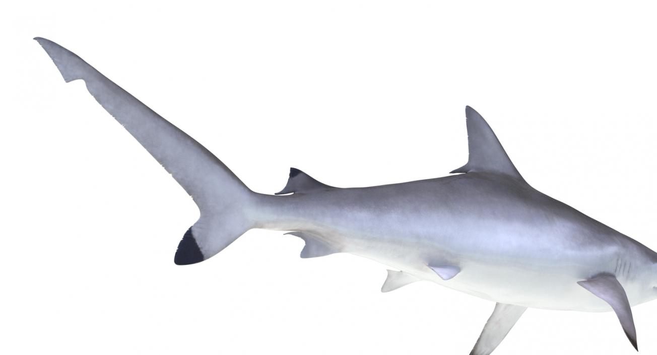 Spottail Shark 3D model