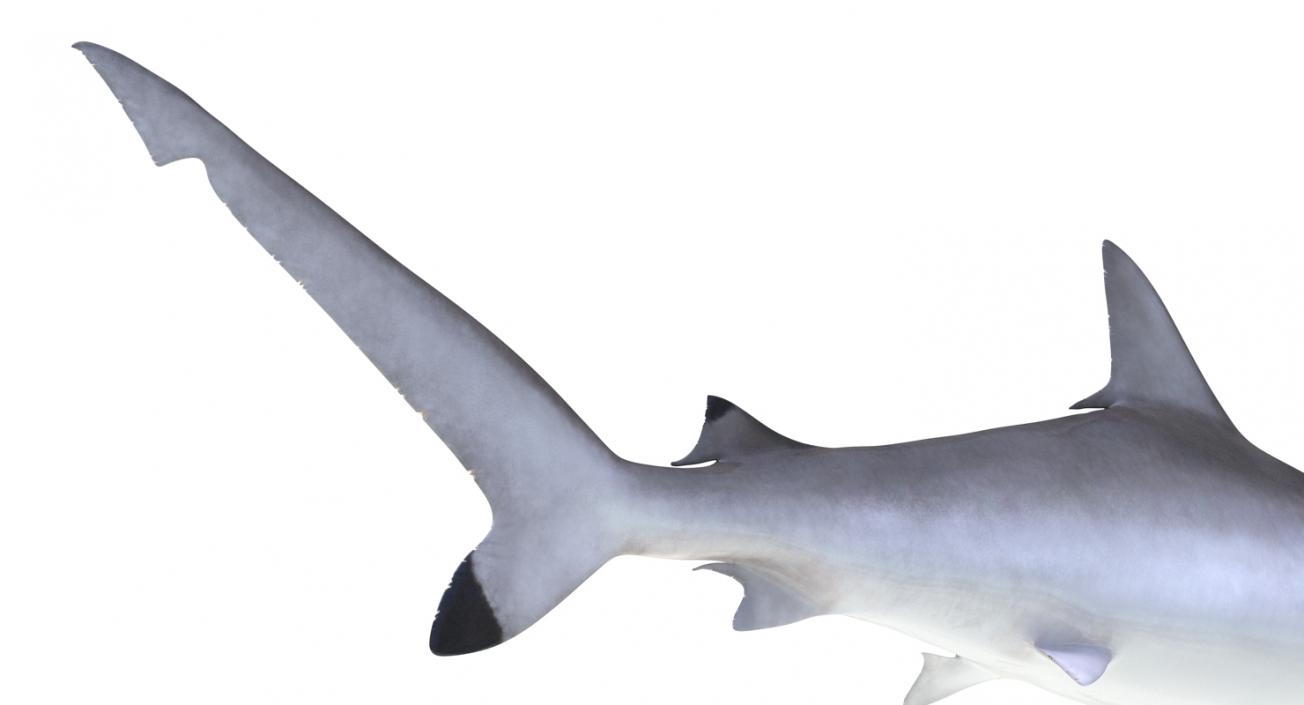 Spottail Shark 3D model