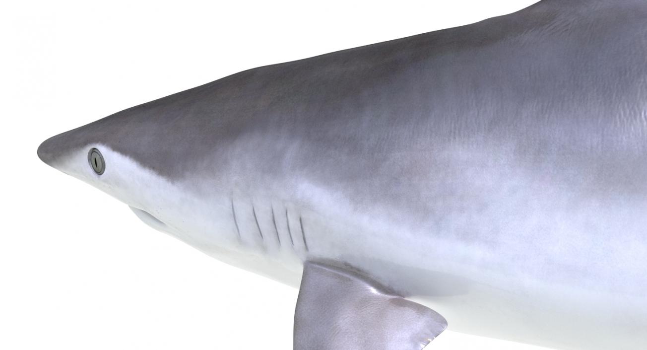 Spottail Shark 3D model