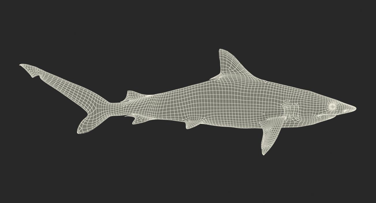 Spottail Shark 3D model