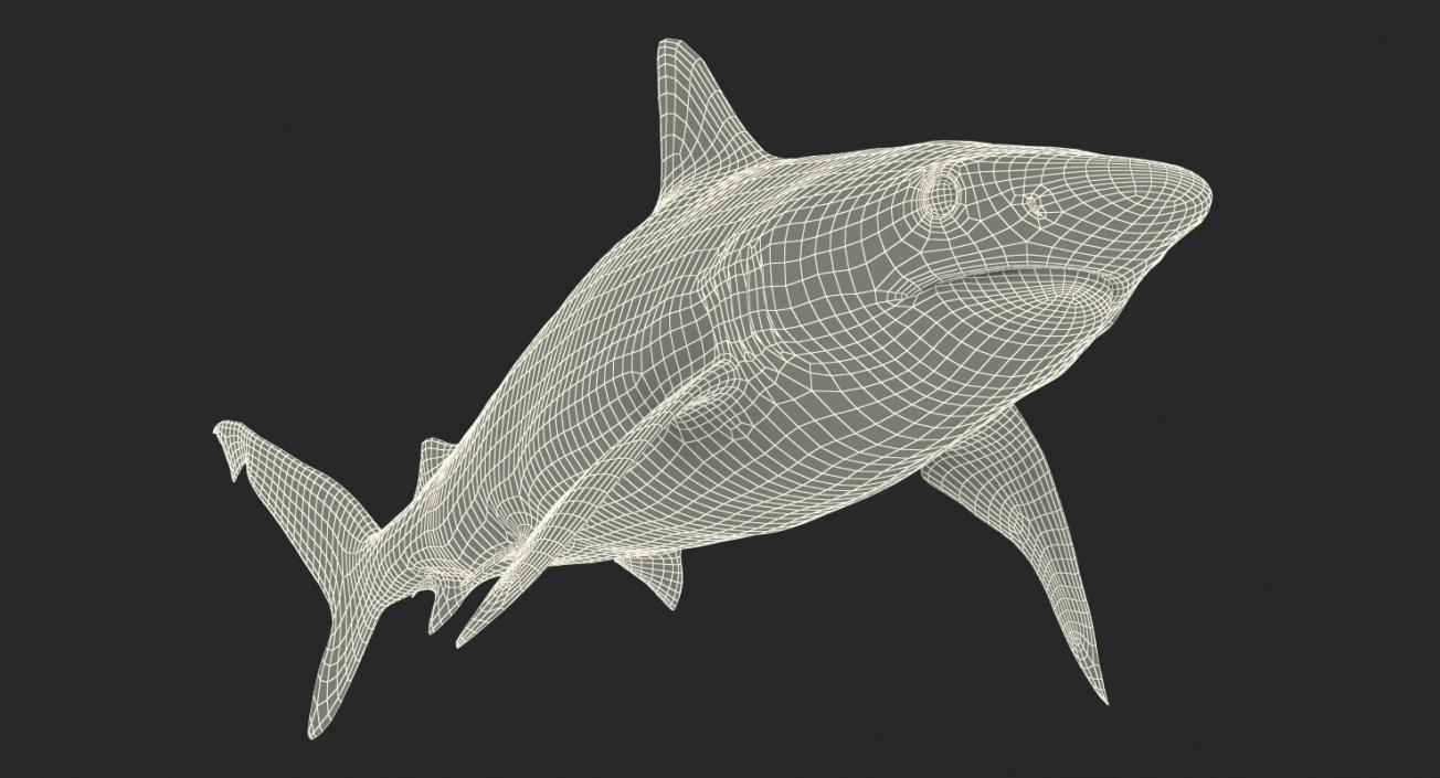 Spottail Shark 3D model