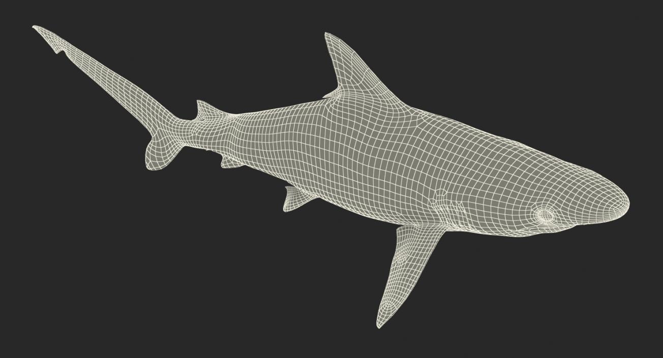 Spottail Shark 3D model