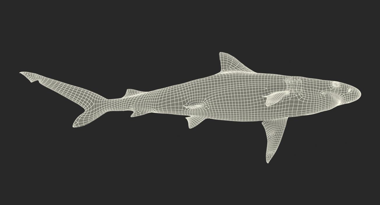 Spottail Shark 3D model