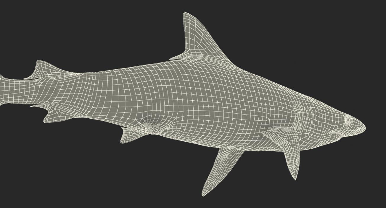 Spottail Shark 3D model