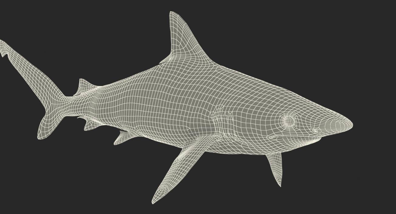 Spottail Shark 3D model