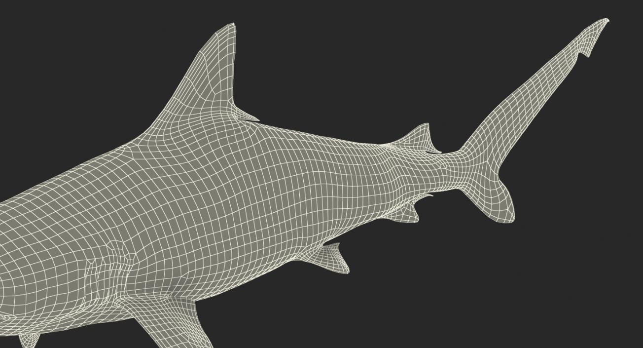 Spottail Shark 3D model