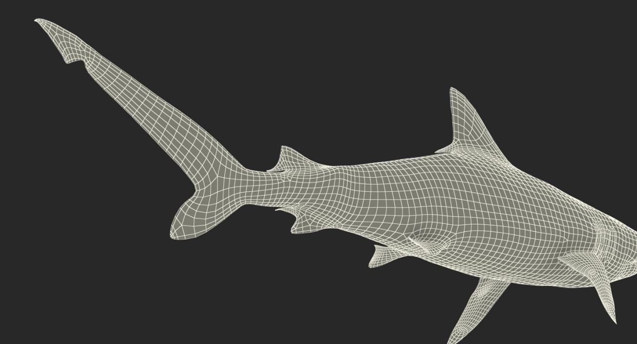 Spottail Shark 3D model