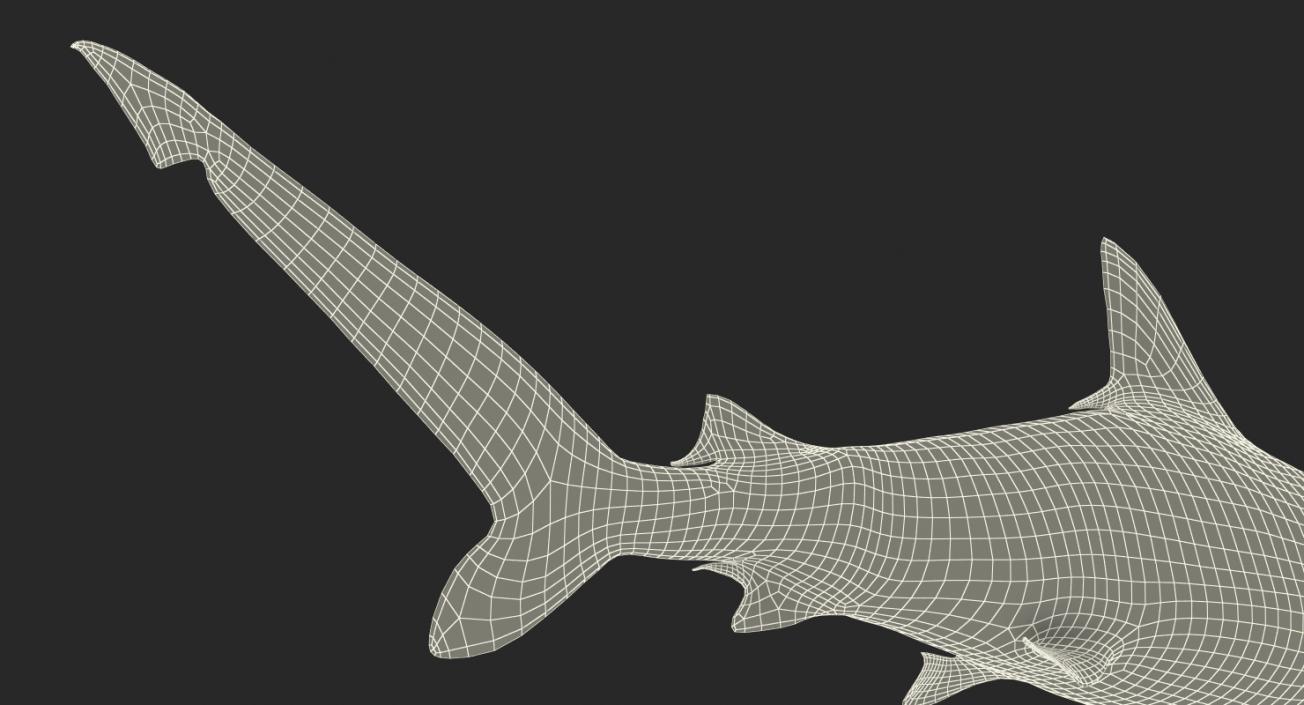 Spottail Shark 3D model