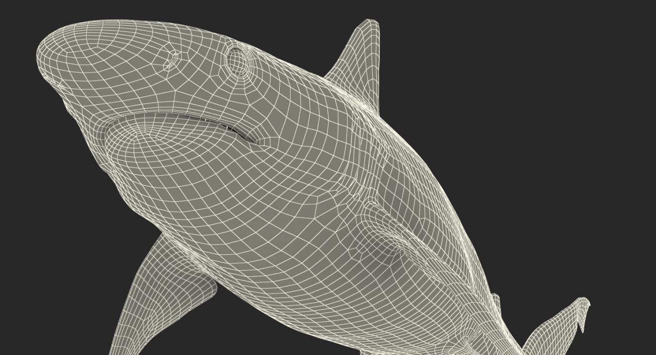 Spottail Shark 3D model