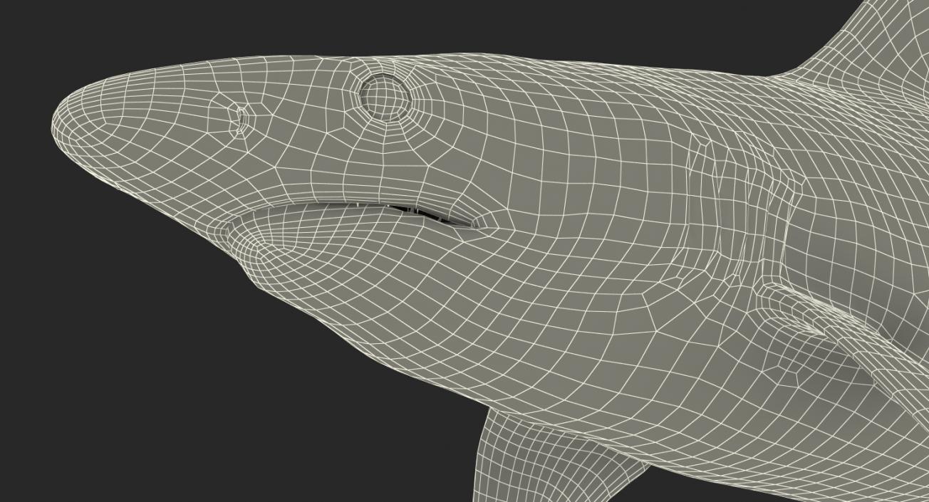 Spottail Shark 3D model