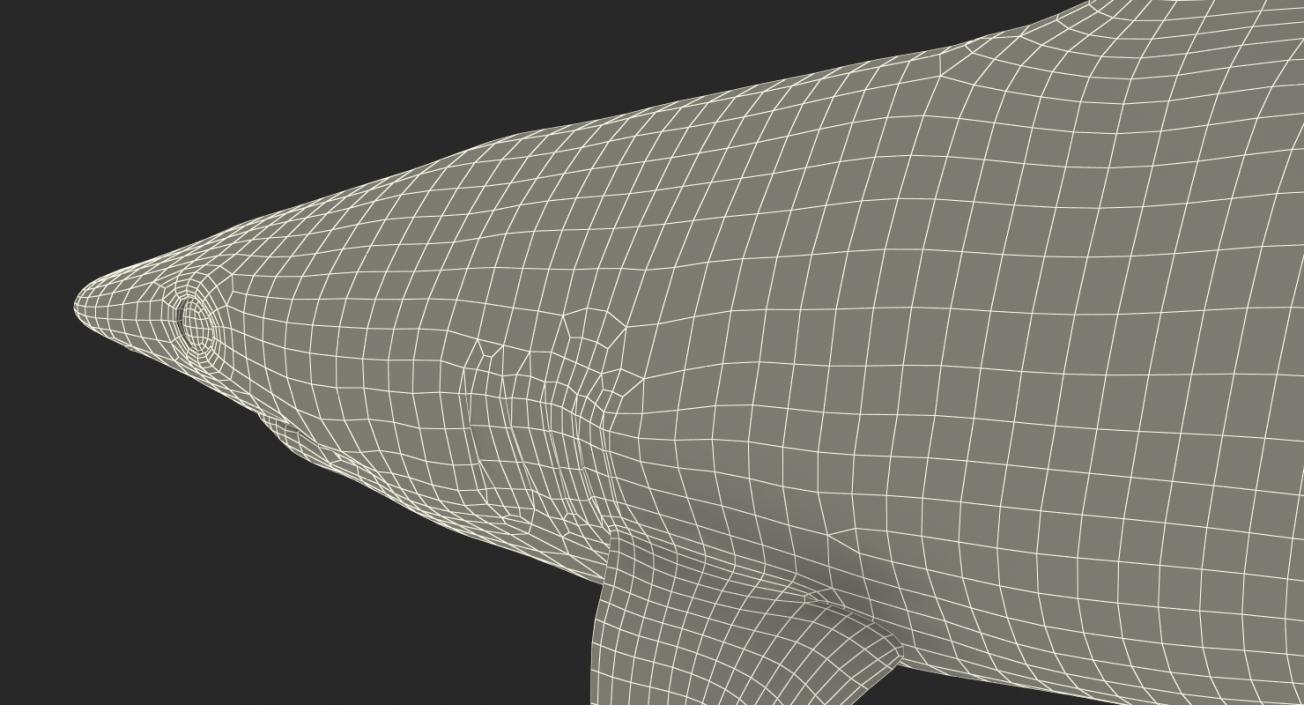 Spottail Shark 3D model