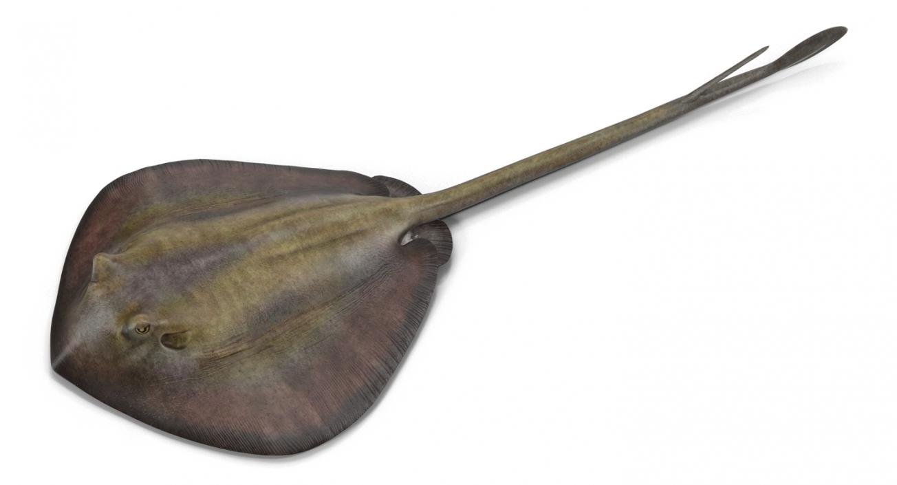 3D model Stingray