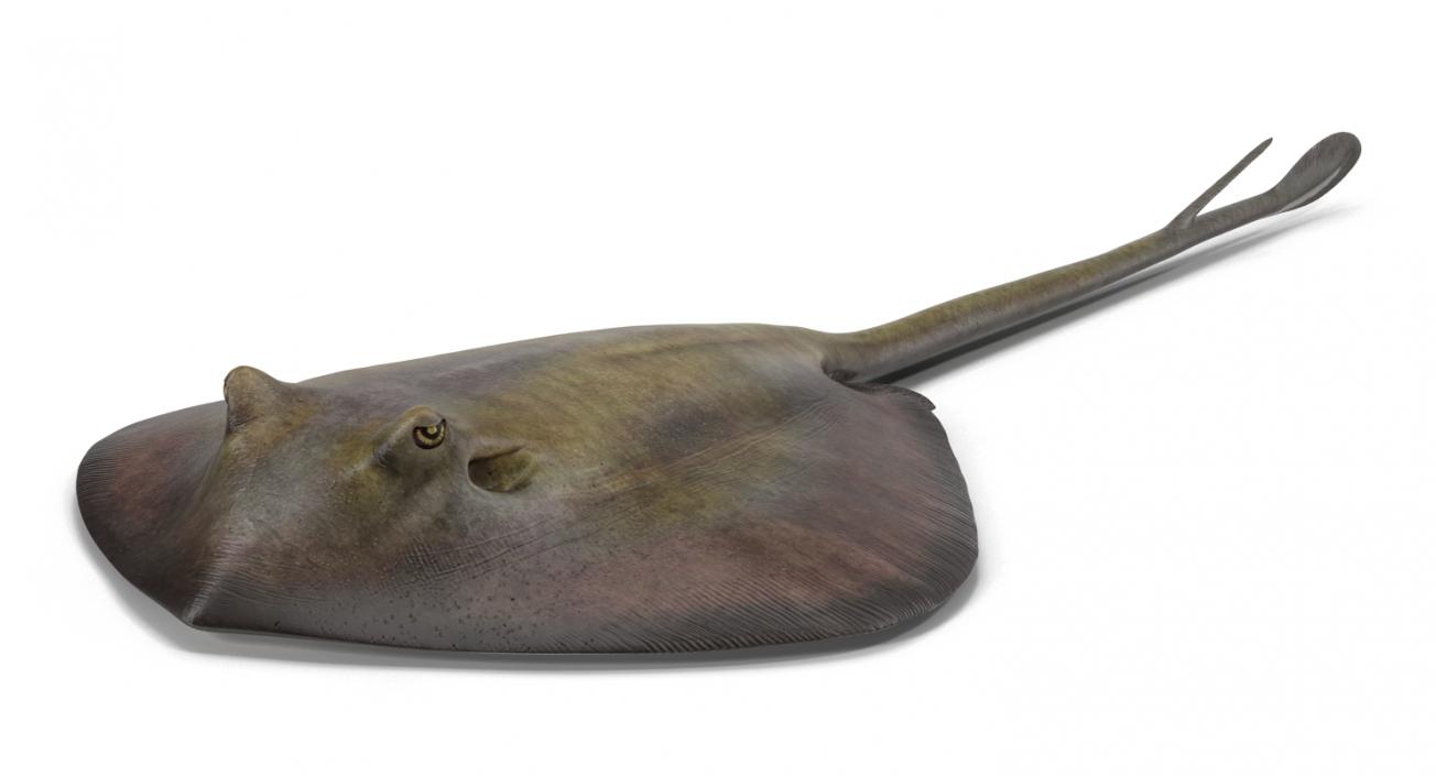 3D model Stingray