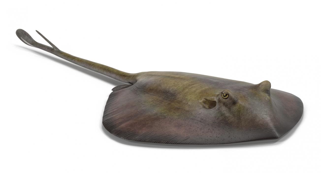 3D model Stingray